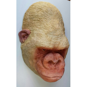 Dodenmasker Albino Gorilla